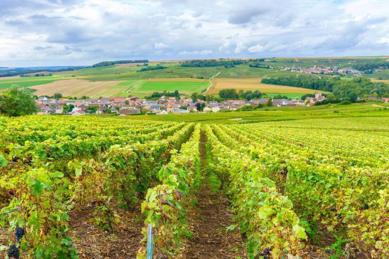 Vignes de Champagne